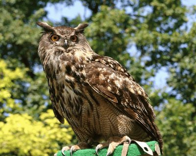 BÃºho real (Bubo bubo)