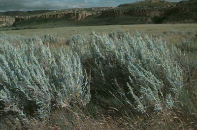 prairie sage