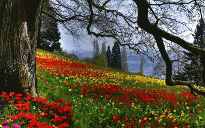 beautiful forest flowers