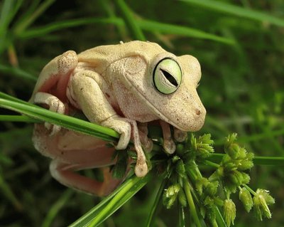 White Little Frog