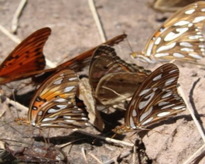 Espejitos (Agraulis vanillae) - NO Argentino