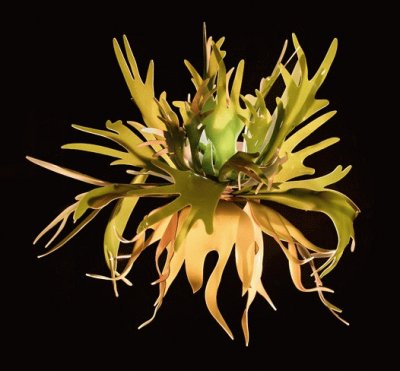 staghorn fern sconce