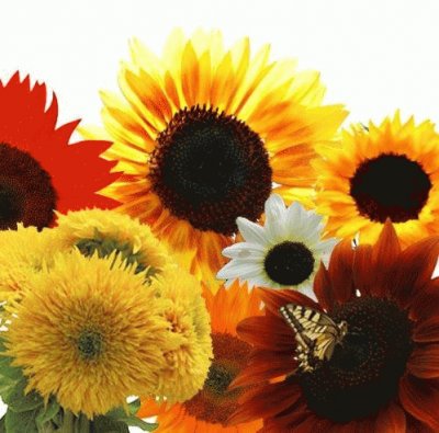 menagerie of sunflowers