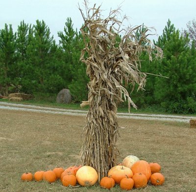 corn stalks and pumpkins