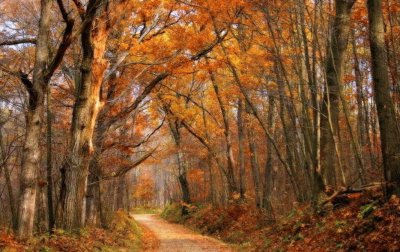 side road in autumn