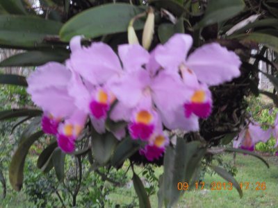 OrquÃ­deas Colombianas