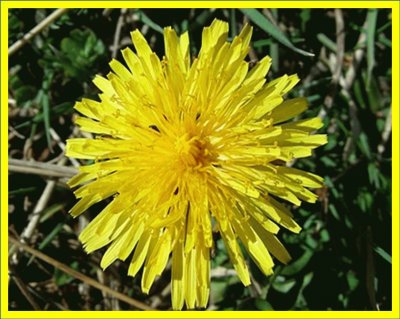 Diente de leÃ³n (Taraxacum officinale)