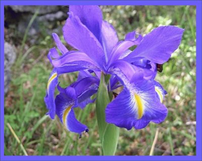 Lirio (Iris latifolia)