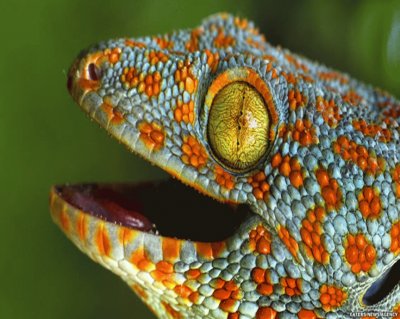 Geko Tokay