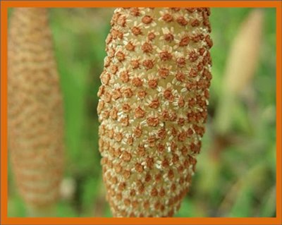 Cola de Caballo (Equisetum Arvense)