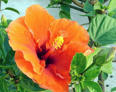 Hibiscus India