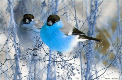 Aves del invierno