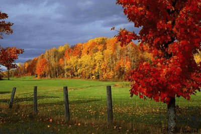 cow pasture jigsaw puzzle