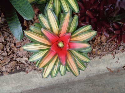 bromelias