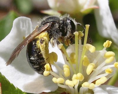 Abeja Andrenidae - Nueva York