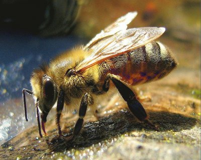 Abeja MelÃ­fera - Polonia