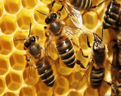 Abejas MelÃ­feras en panal