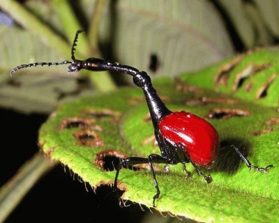 Gorgojo Jirafa - Madagascar