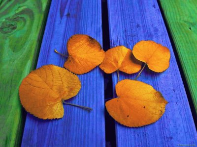 colorful leaves on bench