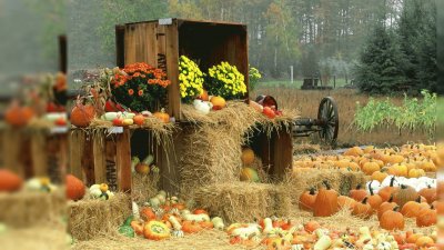 pumpkins for sale