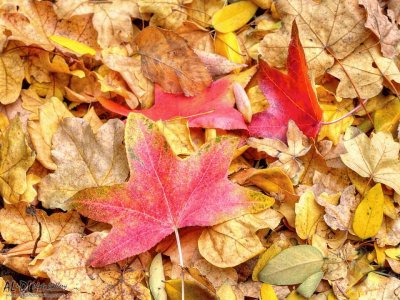 fallen leaves