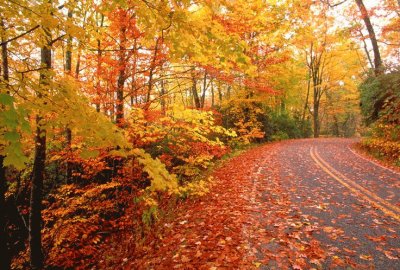 North Carolina road