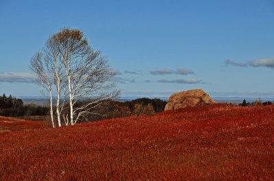 wild blueberry field in fall