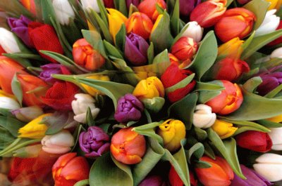 Tulipans