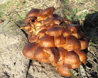 Flammulina Velutipes - Asia