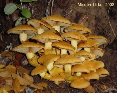 Gymnopilus Spectabilis - Chile