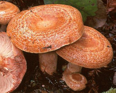 Lactarius  Deliciosus2- Chile