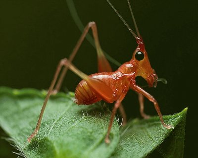 Grillo Rojo