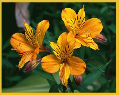 Alstroemeria Aurantiaca - Tasmania