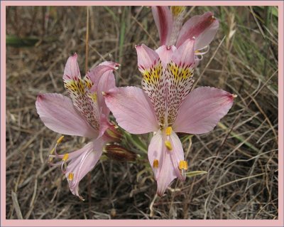 Alstroemeria Hookeri - Tasmania