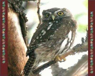 Austral Pygmy Owl