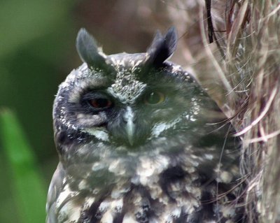 Stygian Owl