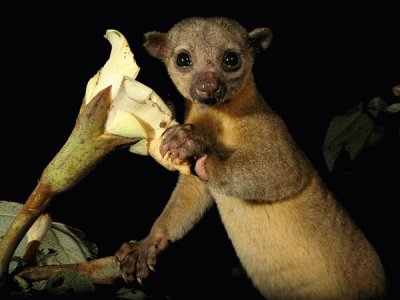 kinkajou