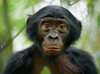 bonobo