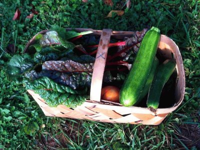 late fall harvest