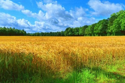 autumn field