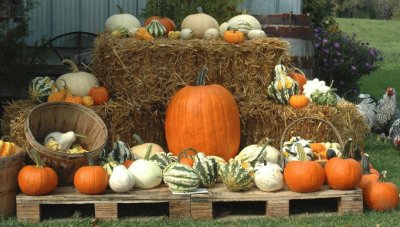 farm display