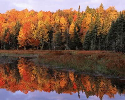 fall walk