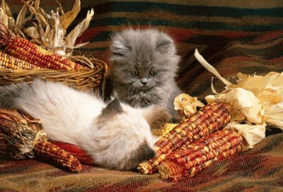 cats n corn