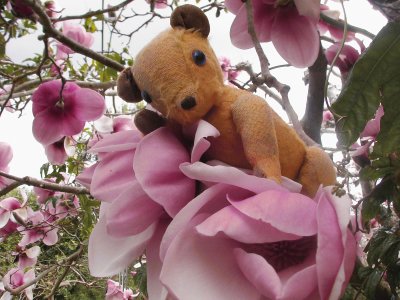 Teddy bear in magnolia tree