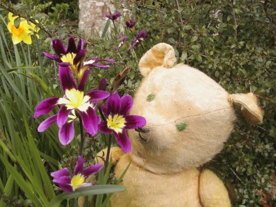 Teddy bear in the garden