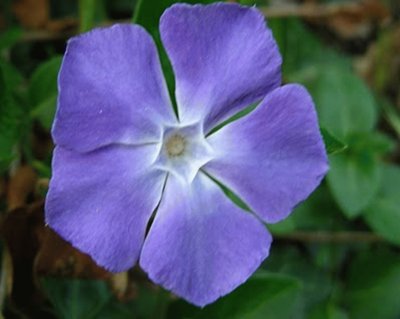 Vincapervinca (Vinca Minor)