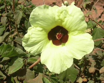 Hibiscus Ovalifolius