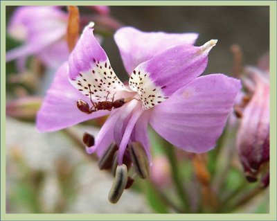 Alstroemeria Revoluta - Tasmania