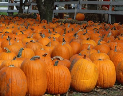 pumpkin patch