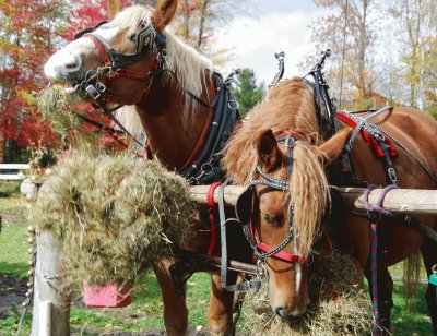 Horses lunch time